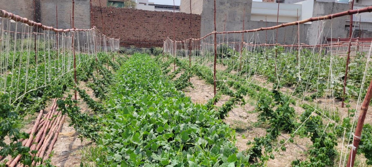 Rows of beans and climbing vegetables on trellises at the Salma Khatoon Foundation farm